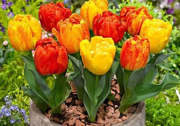 Тюльпан Флеминг Бейби 1шт (КолЛайн) 10шт/уп