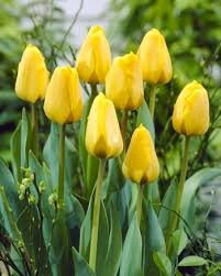 Тюльпан Голден Апельдорн 1шт (КолЛайн) 10шт/уп