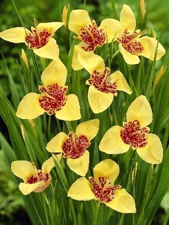 Тигридия Ауера 7/9 1шт (КолЛайн) 10шт/уп