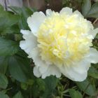 Пион Лаура Десерт 1шт (КолЛайн)