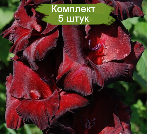 Гладиолус Черный Бархат 10/12 1шт (НК) 5шт/уп