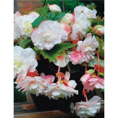 Бегония Одората Анжелика 5/6 1шт (КолЛайн) 3шт/уп