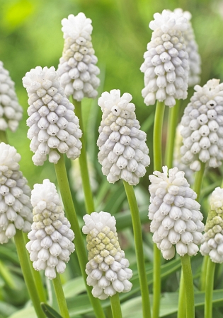 Мускари Сибериан Тайгер 1шт (Садовита) 10шт/уп