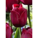 Тюльпан Атилла Граффити 1шт (КолЛайн) 7шт/уп