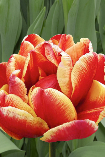 Тюльпан Аллегретто 11/12 1шт (Садовита) 8шт/уп