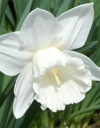 Нарцисс Маунт Худ 12/14 1шт (КолЛайн) 2шт/уп