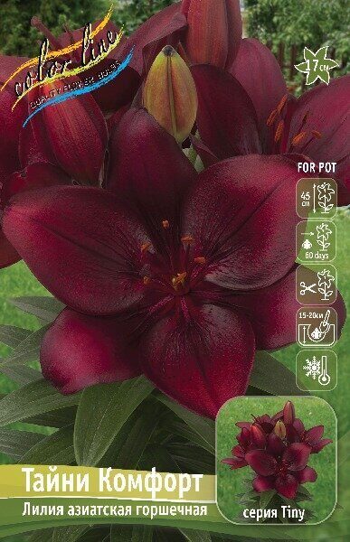 Лилия Тайни Комфорт 10/12 1шт (КолЛайн) 7шт/уп 