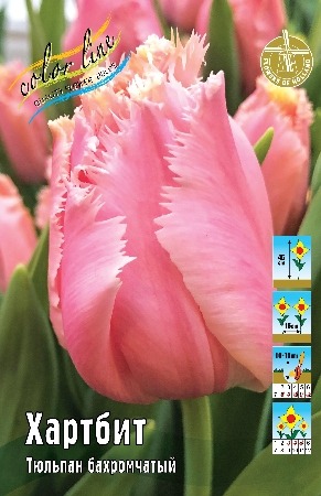 Тюльпан Хартбит 12/+ 1шт (КолЛайн) 5шт/уп