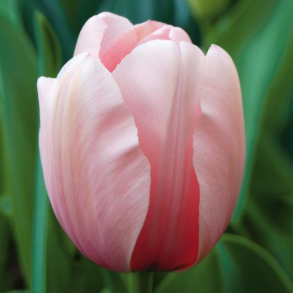 Тюльпан Салмон Импрешн 11/12 1шт (Садовита) 10шт/уп