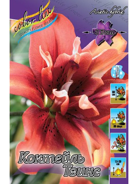 Лилия Коктейль Твинс 12/14 1шт (КолЛайн) 5шт/уп