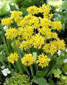 Лук декоративный Моли золотой 1шт (КолЛайн) 15шт/уп