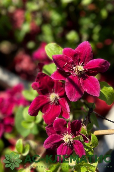 Клематис Зося  Р9 1шт (КолЛайн)