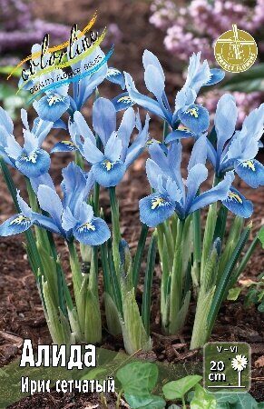 Ирис сетчатый Алида 5/6 1шт (КолЛайн) 5шт/уп