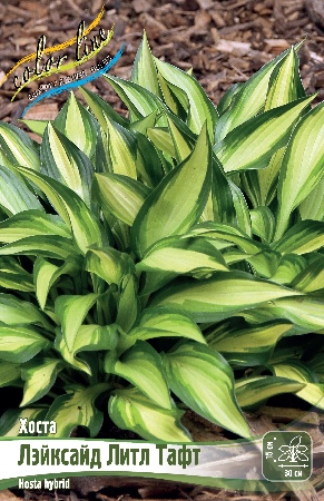 Хоста Лэйксанд Литл Тафт 1шт (КолЛайн)