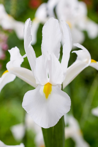 Ирис голландский Аляска 9/10 1шт (Садовита) 10шт/уп