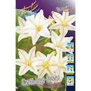 Трителейя Сильвер Куин 1шт (КолЛайн) 10шт/уп