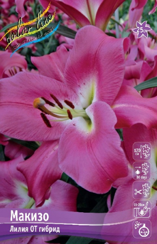 Лилия Макизо 14/16 1шт (КолЛайн) 5шт/уп