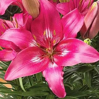 Лилия Тренди Дакота 10/12 1шт (КолЛайн) 7шт/уп