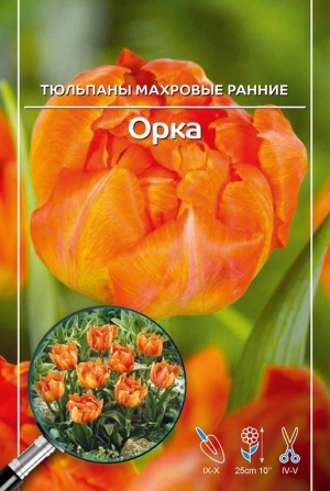Тюльпан Орка 1шт (КолЛайн) 7шт/уп