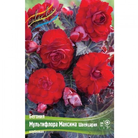 Бегония Мультифлора Максима Швейцария 1шт (КоЛайн))