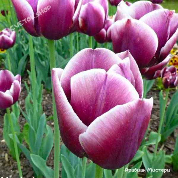 Тюльпан Арабиан Мистери 1шт (КолЛайн) 10шт/уп