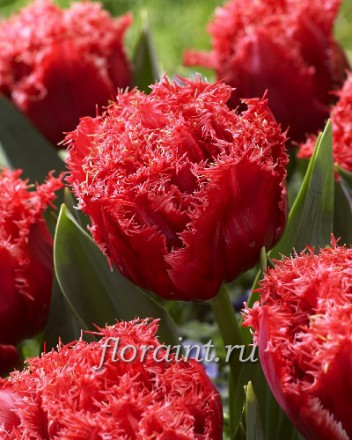 Тюльпан Бендиго 1шт (КолЛайн) 2шт/уп дв.эффект