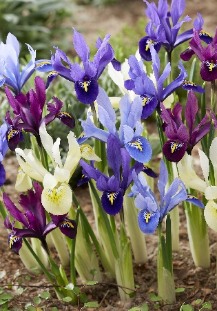 Ирис сетчатый смесь сортов 6/+ 1шт (КолЛайн) 10шт/уп