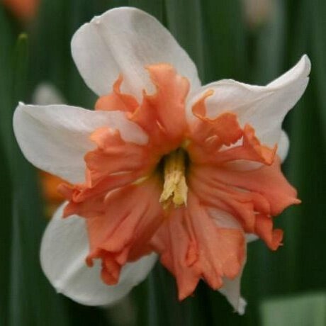 Нарцисс Эппл Пай 12/14 1шт (Садовита)