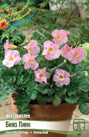 Инкарвиллея Блииз Пинк 1шт (КолЛайн)