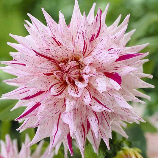 Георгина Микс Пепперминт 1шт (КолЛайн)