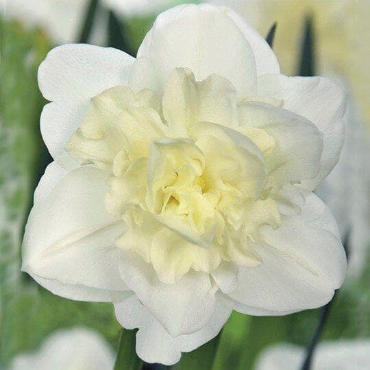 Нарцисс Обдам 12/14 1шт (Садовита) 5шт/уп