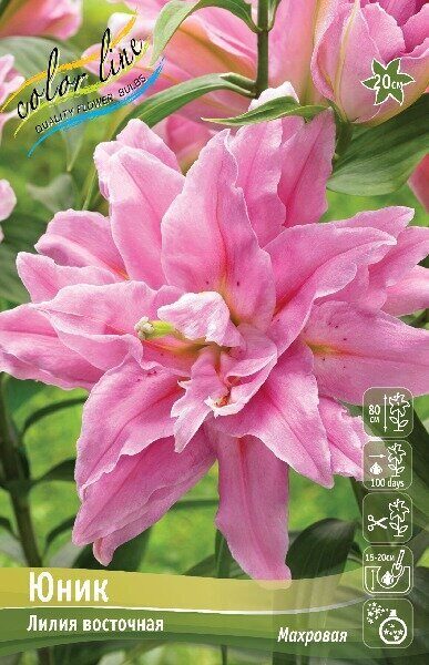 Лилия Юник 12/14 1шт (КолЛайн) 5шт/уп