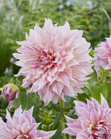 Георгина Кофе о Лейт Твист 1шт (КолЛайн)