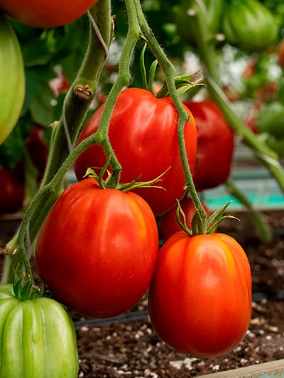 Томат Хинк Али (красный) F1 5шт (Семко) Новинка