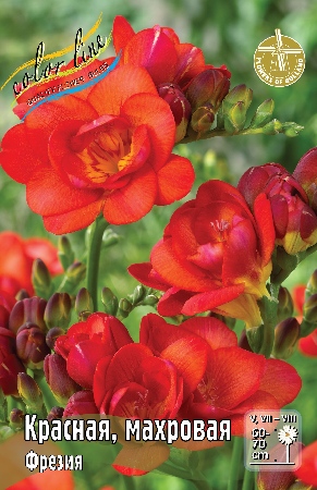 Фрезия Красная махровая 1шт (КолЛайн) 10шт/уп