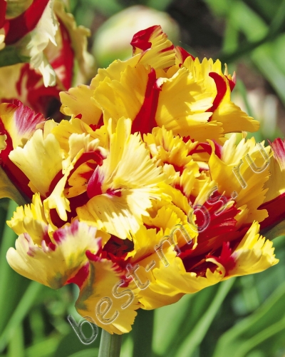 Тюльпан Фламинг Пэррот 11/12 1шт (КолЛайн) 3шт/уп