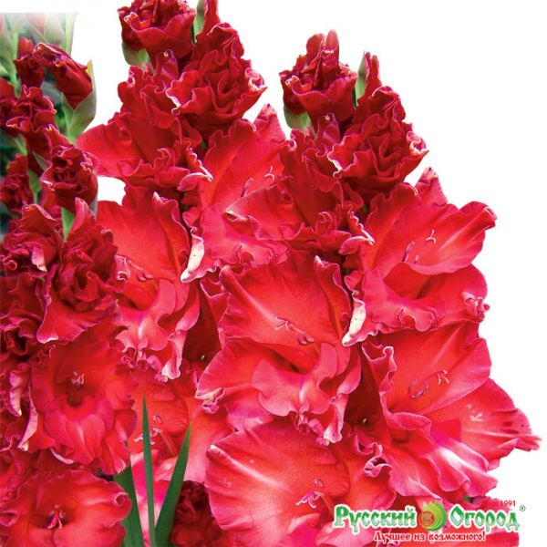 Гладиолус Бимбо 12/14 1шт (НК) 7шт/уп