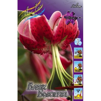 Лилия Блэк Бьюти 12/14 1шт (КолЛайн)