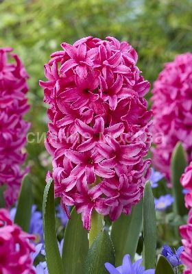 Гиацинт Сильвестр 14/15 1шт (Садовита)