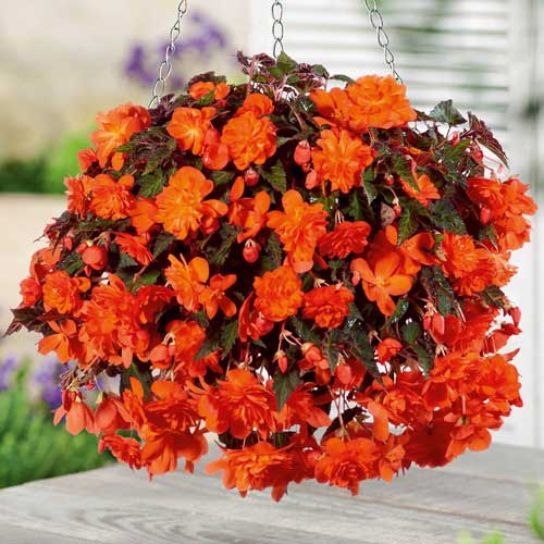 Бегония Пендула Оранжевая 1шт (КолЛайн) 