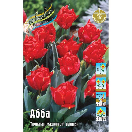 Тюльпан Абба 11/12 1шт (КолЛайн) 8шт/уп 