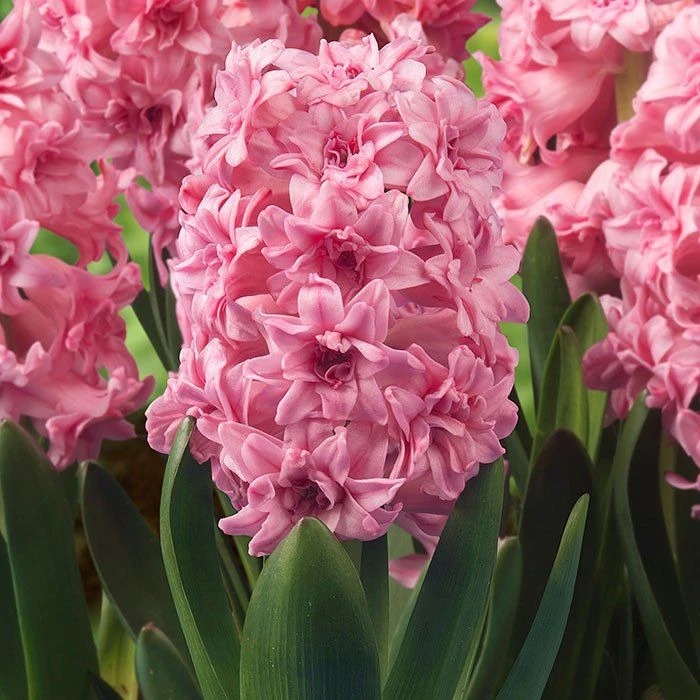 Гиацинт Спринг Бьюти 14/15 1шт (Садовита) 3шт/уп