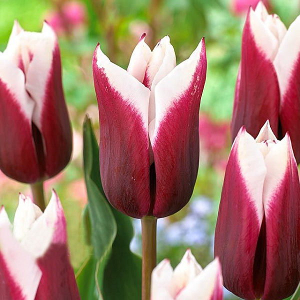 Тюльпан Шпитцберген 11/12 1шт (Садовита) 10шт/уп