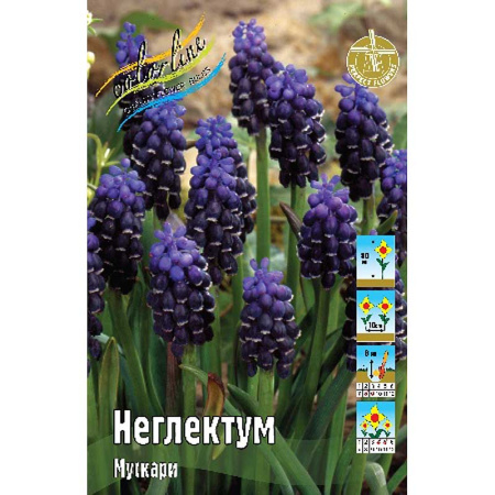 Мускари Неглектум 5/6 1шт (КолЛайн) 10шт/уп