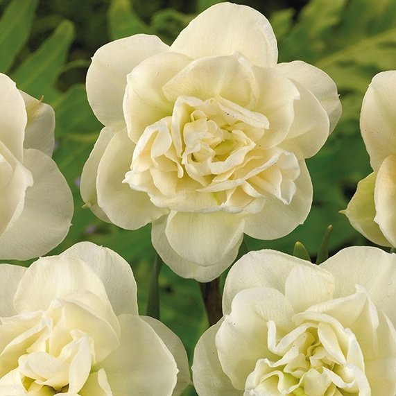 Нарцисс Роуз оф Май 1шт (КолЛайн) 3шт/уп