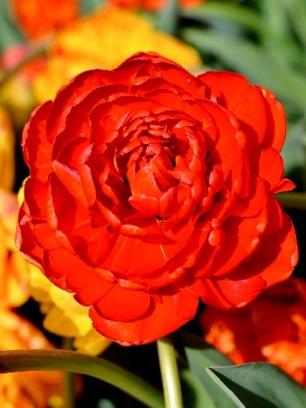 Тюльпан Рэд Помпонетт 1шт (КолЛайн) 7ш/уп