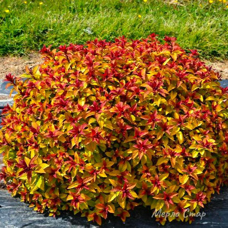 Спирея Мерло Стар 1шт (КолЛайн)