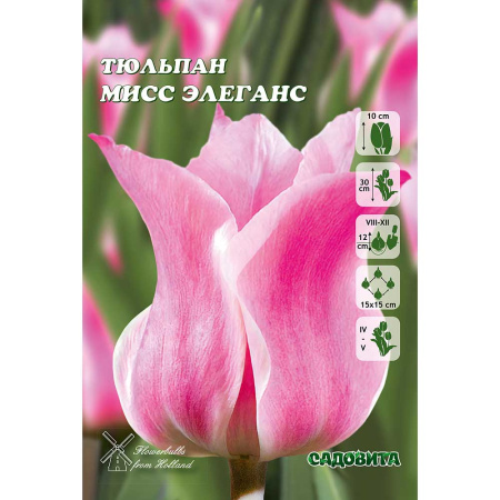 Тюльпан Мисс Элеганс 1шт (КолЛайн) 8шт/уп 