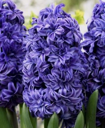 Гиацинт Роял Нави 14/15 1шт (КолЛайн) 3шт/уп