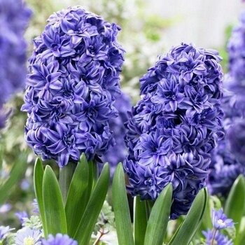 Гиацинт Манхэттен 14/15 1шт (Садовита) 3шт/уп